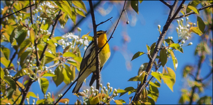 Boreal Birds of the Adirondacks:  Blackburnian Warbler near the VIC Building (20 May 2014)